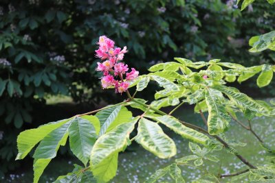 Aesculus x carnea 'Variegata' - jírovec pleťový - květ a list